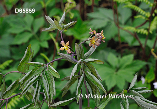 Blue Cohosh (Caulophyllum thalictroides)